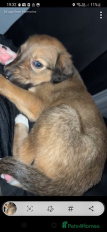 Mixed Breed dogs Saluki dog pup - Advert 1