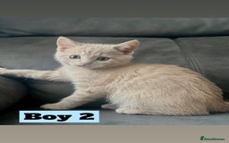 British Shorthair cats for sale: Beautiful Purebreed British Shorthair X Tabby - Image 13