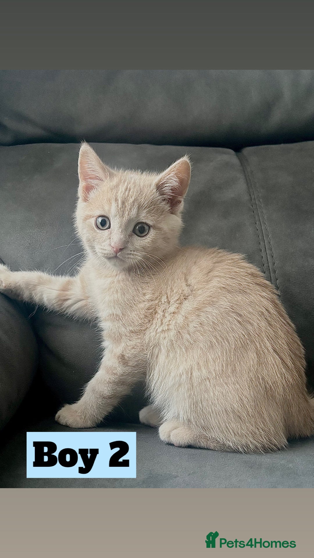 British Shorthair cats for sale: Beautiful Purebreed British Shorthair X Tabby - Image 13