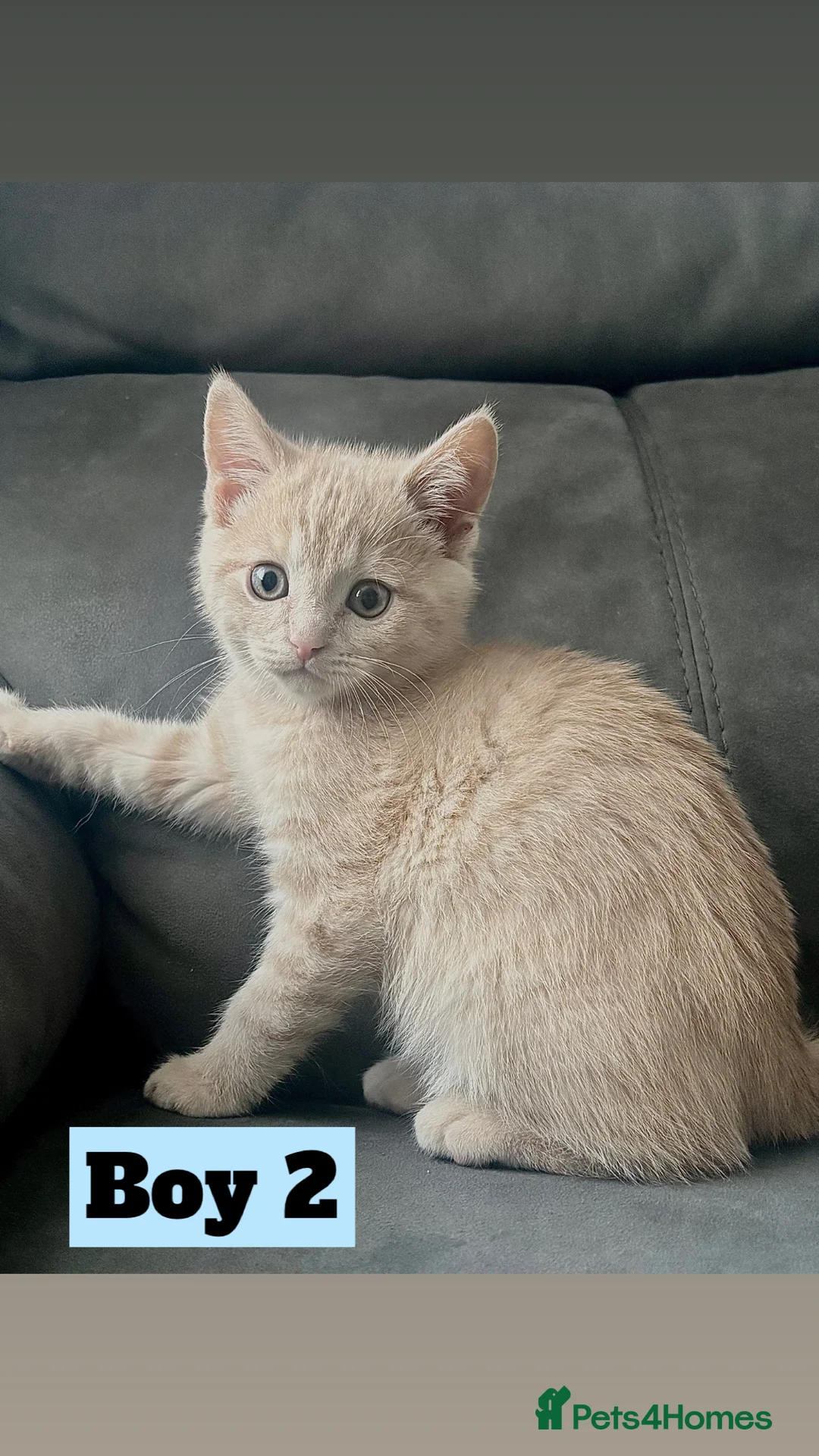 British Shorthair cats for sale: Beautiful Purebreed British Shorthair X Tabby - Advert 13