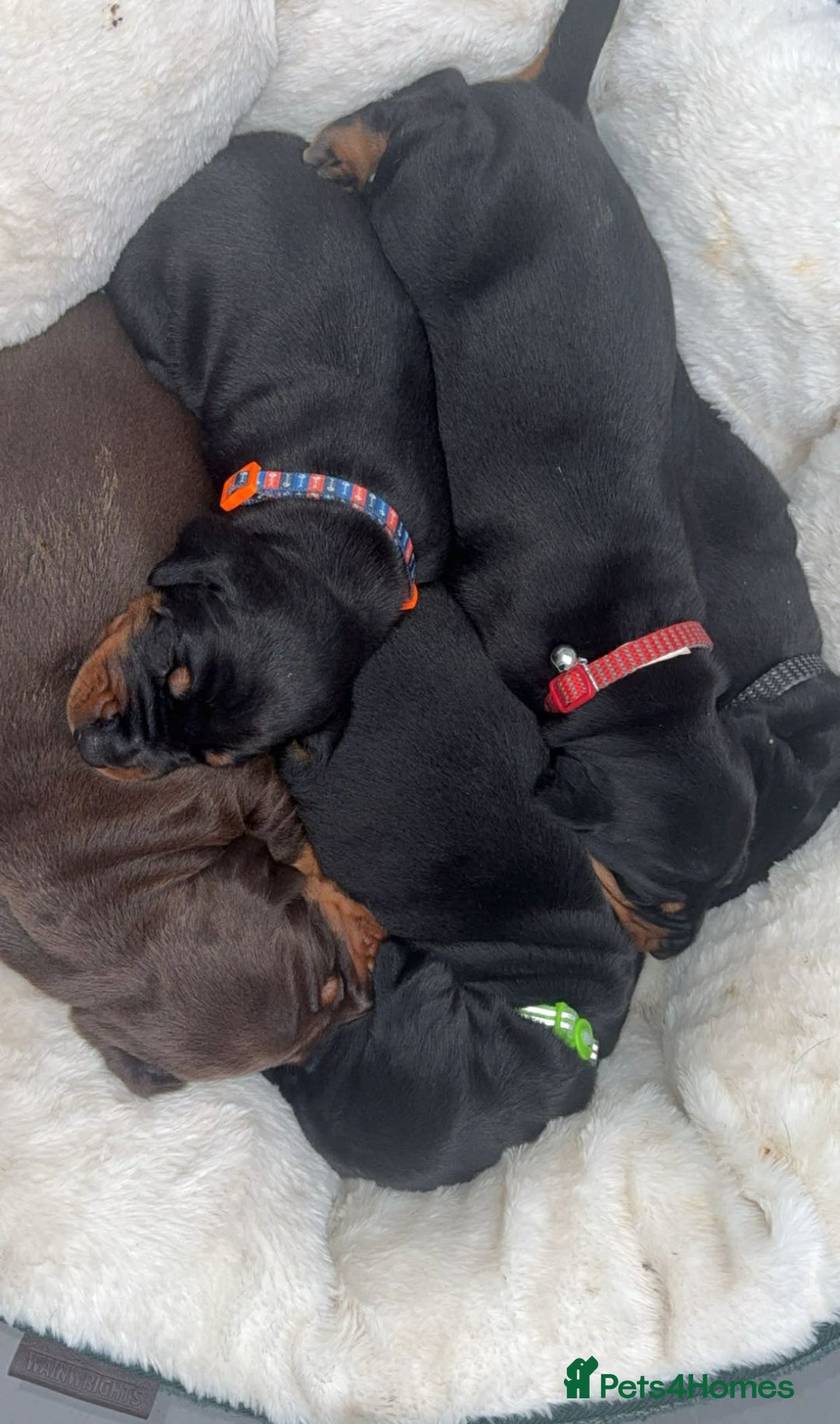Dobermann dogs for sale: Top quality Doberman puppies  - Advert 3