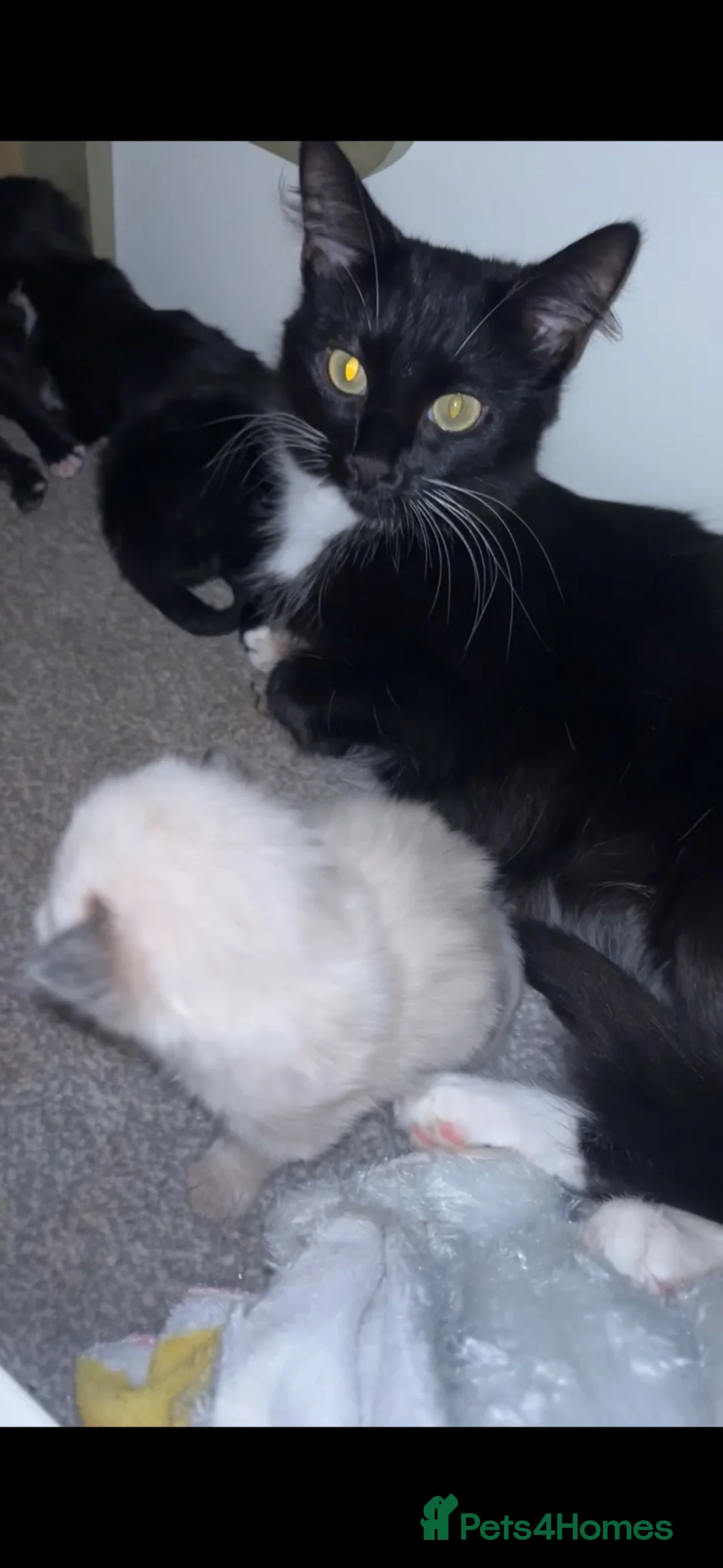 Mixed Breed cats for sale: Ragdoll cross kittens  - Advert 3