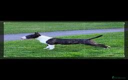 English Bull Terrier dogs for sale: ENGLISH BULL TERRIER,LITTER DUE 8TH OCTOBER  - Image 3