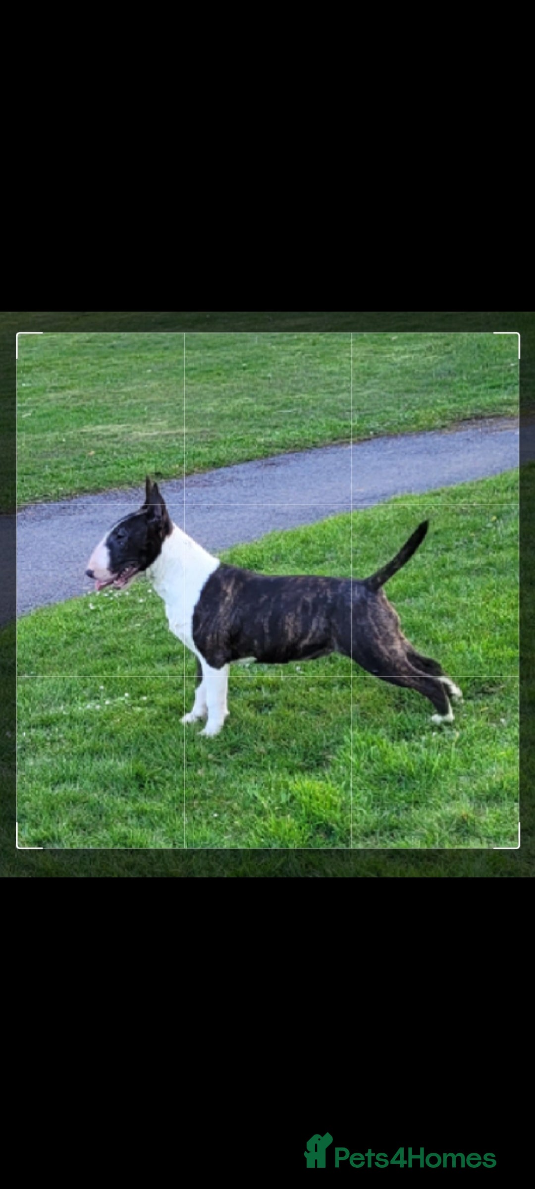 English Bull Terrier dogs for sale: ENGLISH BULL TERRIER,LITTER DUE 8TH OCTOBER  - Image 3