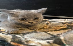 Scottish Fold cats for sale: Scottish fold kittens - Image 9