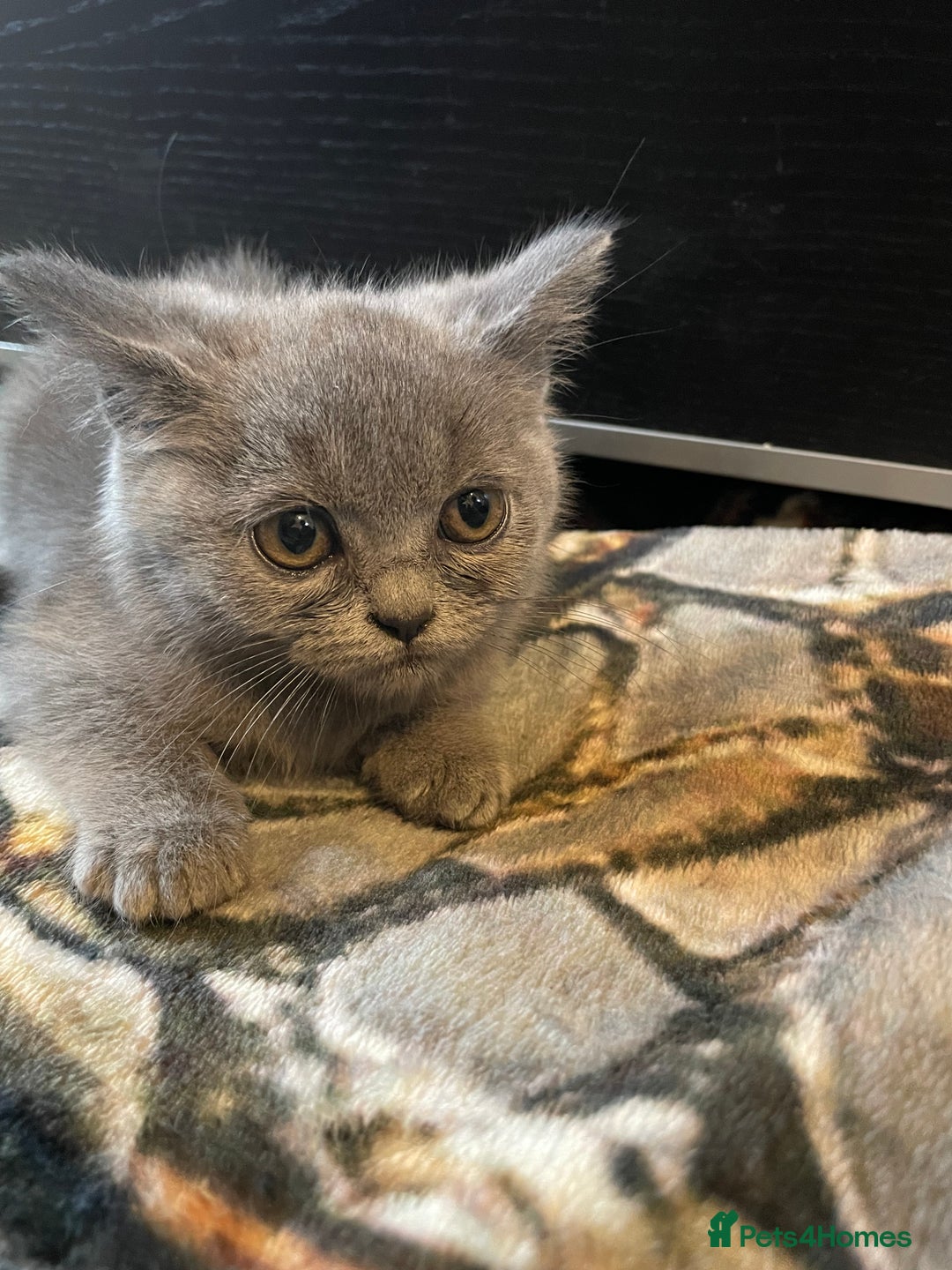 Scottish Fold cats for sale: Scottish fold kittens - Image 9