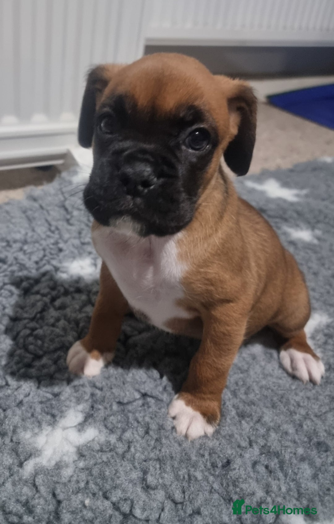 Boxer dogs for sale:   Outstanding  KC Boxer puppies - Advert 12