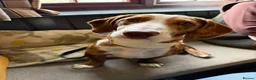 Mixed Breed dogs for sale: Dashund doxi - Advert 3