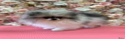 Pomeranian dogs for sale: KC registered Pomeranian Puppies for sale  - Advert 4