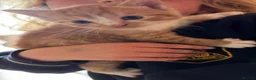 British Longhair cats for sale: Beautiful ginger and tortoiseshell kittens  - Advert 11