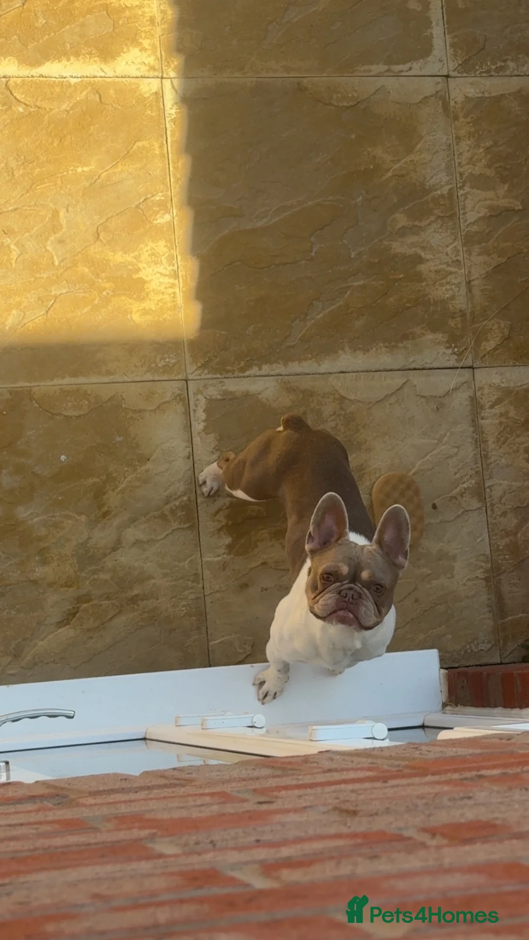 French Bulldog dogs for sale: French bulldog  in Norwich - Advert 5