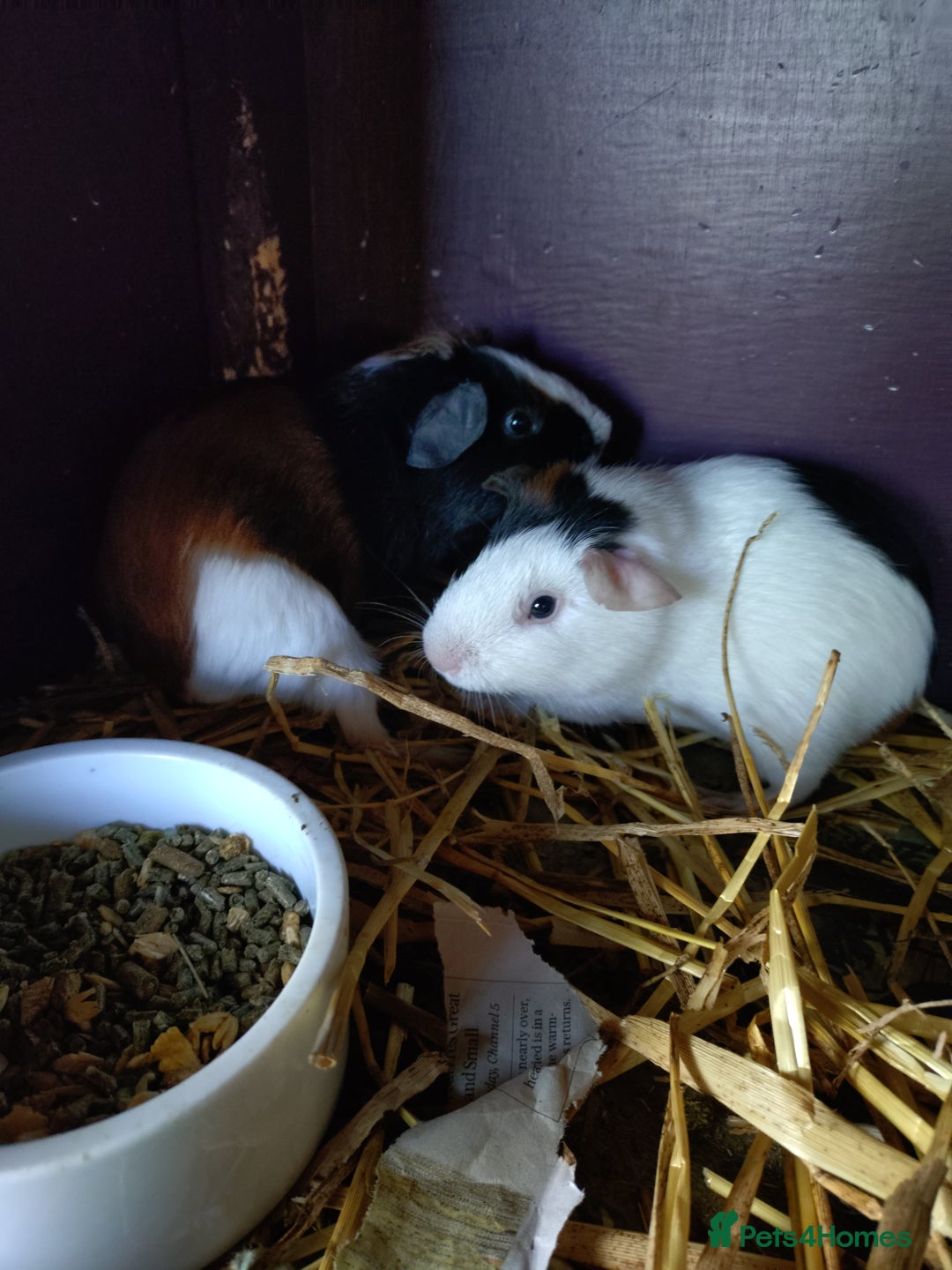Guinea Pig rodents for sale: Baby female guinea pig and a pair of males.  - Image 2