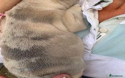 French Bulldog dogs for sale: French bulldog puppies with lilac and merle  - Image 22