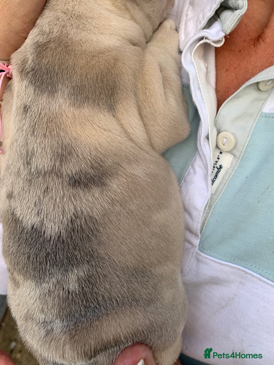 French Bulldog dogs for sale: French bulldog puppies with lilac and merle  - Image 22