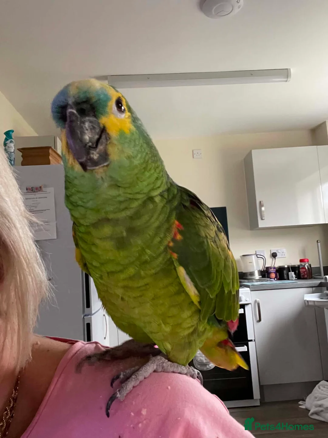 Parrots birds for sale: Blue fronted Amazon  in Shrewsbury - Advert 2