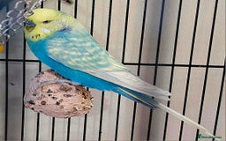Budgerigars birds for sale: Budgies available for new homes - Image 1