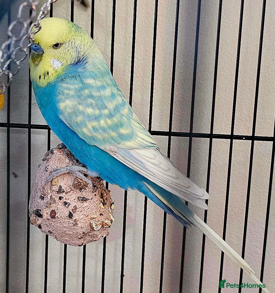 Budgerigars birds for sale: Budgies available for new homes - Image 1