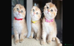 Scottish Fold cats for sale: Beautiful TICA-Reg Scottish Fold Girls - Image 1