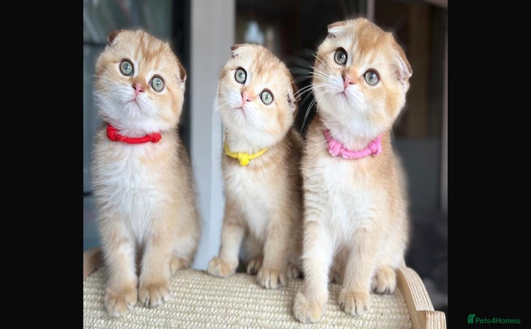 Scottish Fold cats - Advert 10