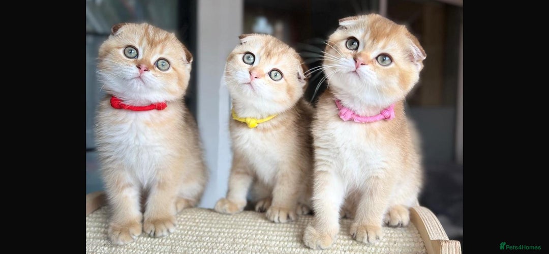 Scottish Fold cats for sale: Beautiful TICA-Reg Scottish Fold Girls - Image 1
