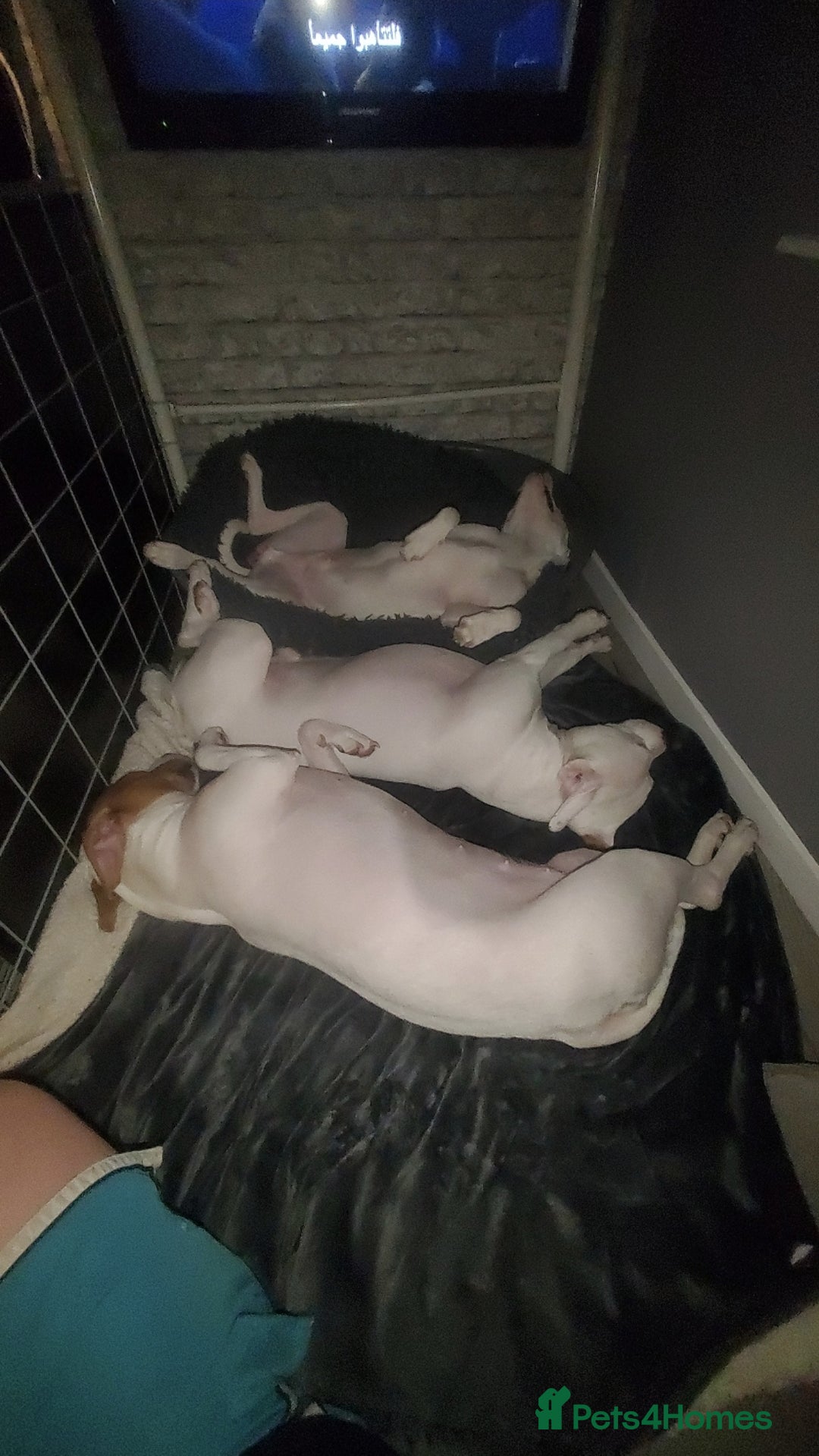 Staffordshire Bull Terrier dogs for sale: Two peas in a pod, staffys must go together  - Advert 8