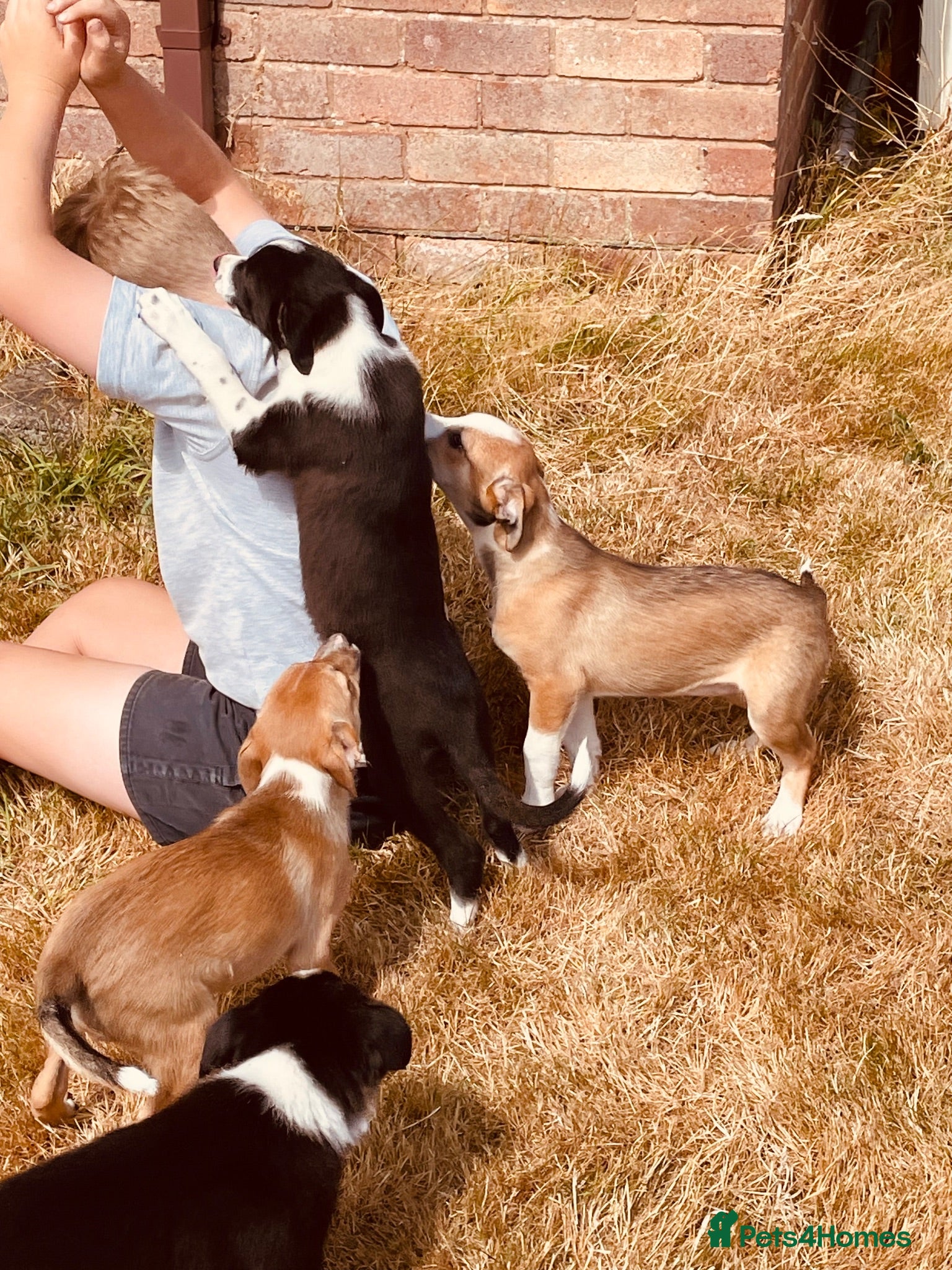 Border Collie dogs Collie puppies for sale - Advert 1