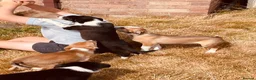 Border Collie dogs for sale: Collie puppies for sale - Advert 1