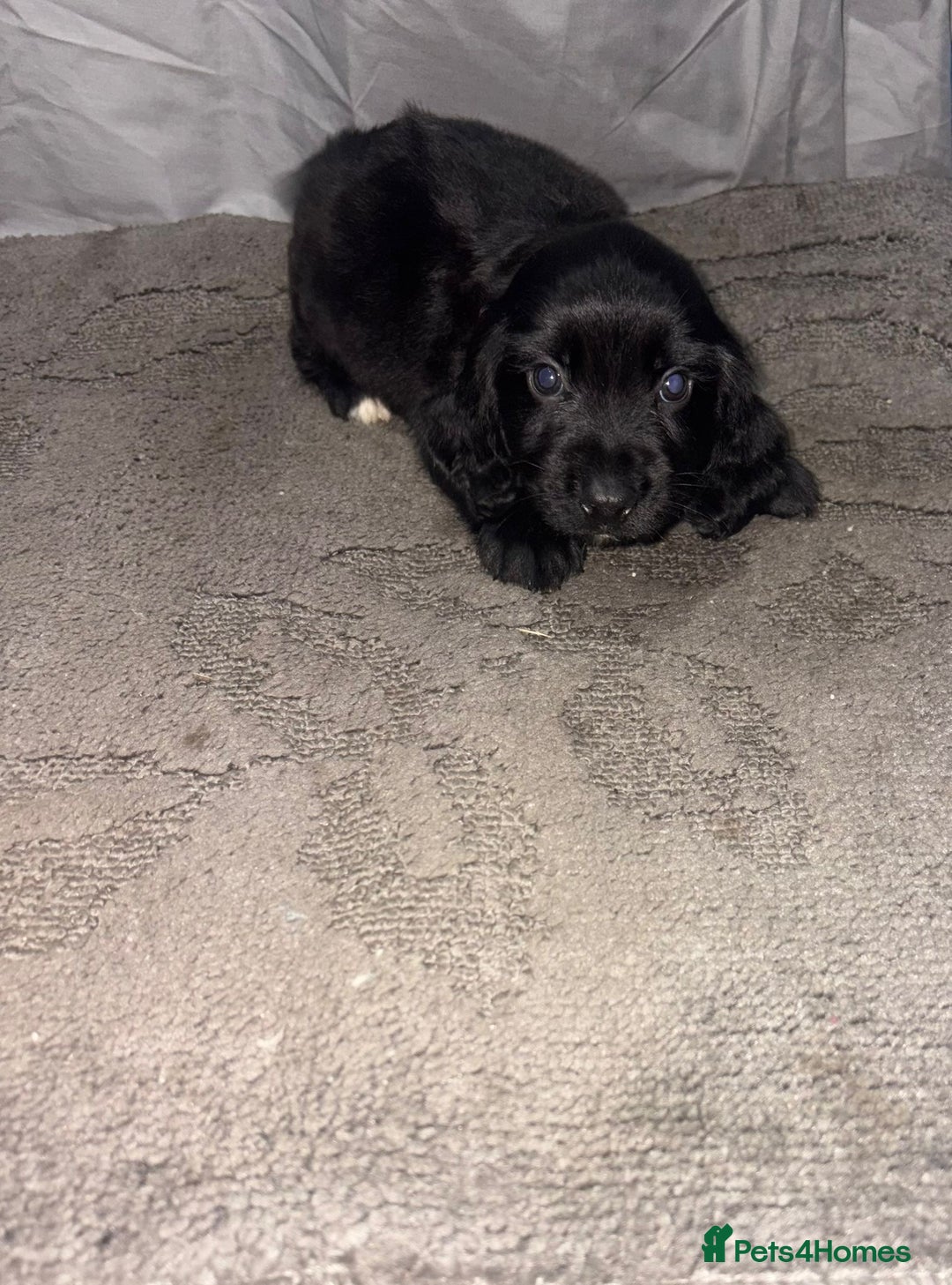 Cocker Spaniel dogs for sale: ADORABLE 🥰 SHOW TYPE COCKER SPAINEL PUPPIES 🐶  - Advert 2