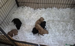Cockapoo dogs for sale: Cockapoo Puppies - Image 1