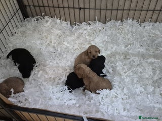 Cockapoo dogs - Advert 5