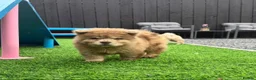 Chow Chow dogs for sale: Stunning exotic colour chowski puppies for sale  - Advert 37
