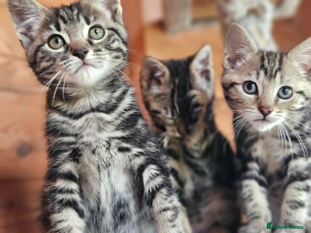 Bengal cats for sale: Adorable Half Bengal Kittens - Image 19