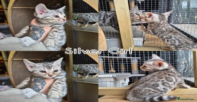 Bengal cats - Advert 6