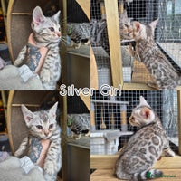 Bengal cats - Advert 2