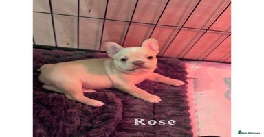 French Bulldog dogs 4 Stunning Cream KC registered French Bulldogs  - Advert 2