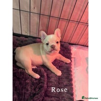 French Bulldog dogs 4 Stunning Cream KC registered French Bulldogs - Advert 2