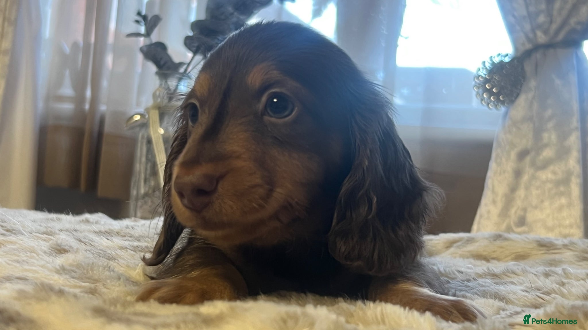 Miniature Dachshund dogs 🐾 Stunning Chocolate Cream Mini Longhair Boys ✨🐶 - Advert 5