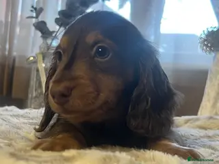 Miniature Dachshund dogs 🐾 Stunning Chocolate Cream Mini Longhair Boys ✨🐶 - Advert 5