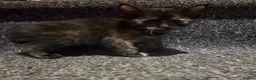 Mixed Breed cats for sale: 5 Mixed Coloured Kittens Available! - Advert 5