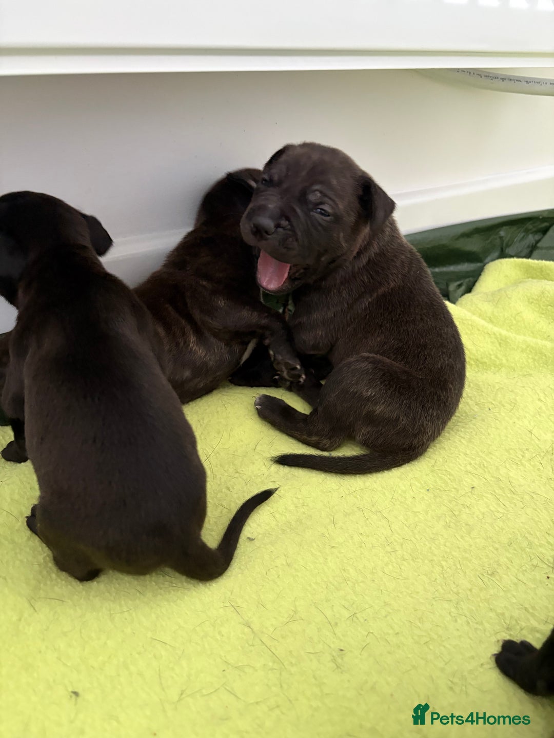 Staffordshire Bull Terrier dogs for sale: Staffy Pups  - Advert 8