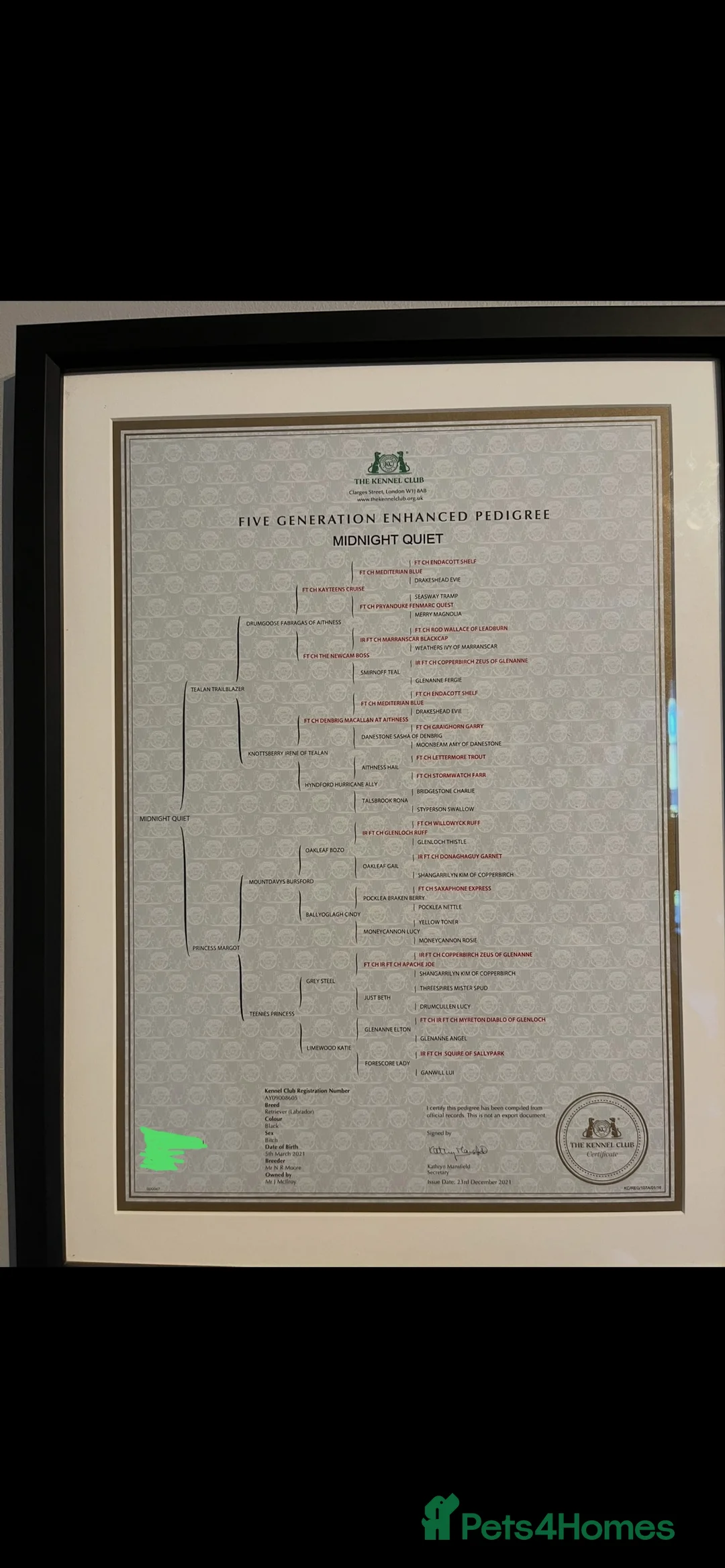 Labrador Retriever dogs for sale: Pedigree KC Registered Black Labrador Pups  - Advert 11