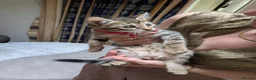 Mixed Breed cats for sale: Bengal mixed kittens - Advert 5