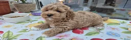 Maltipoo dogs for sale: Maltipoo boy toy 3.5kg max - Advert 9