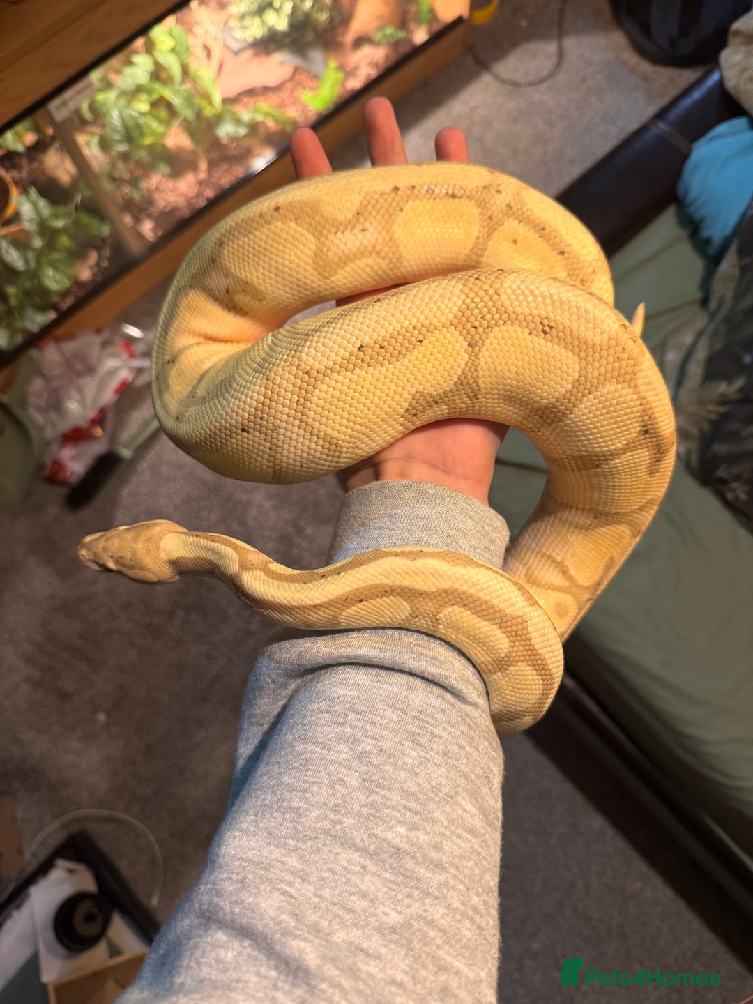 Python Snake reptiles for sale: Royal/Ball python - Advert 3
