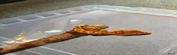 Gecko reptiles for sale: Baby crested geckos 🦎  - Advert 9