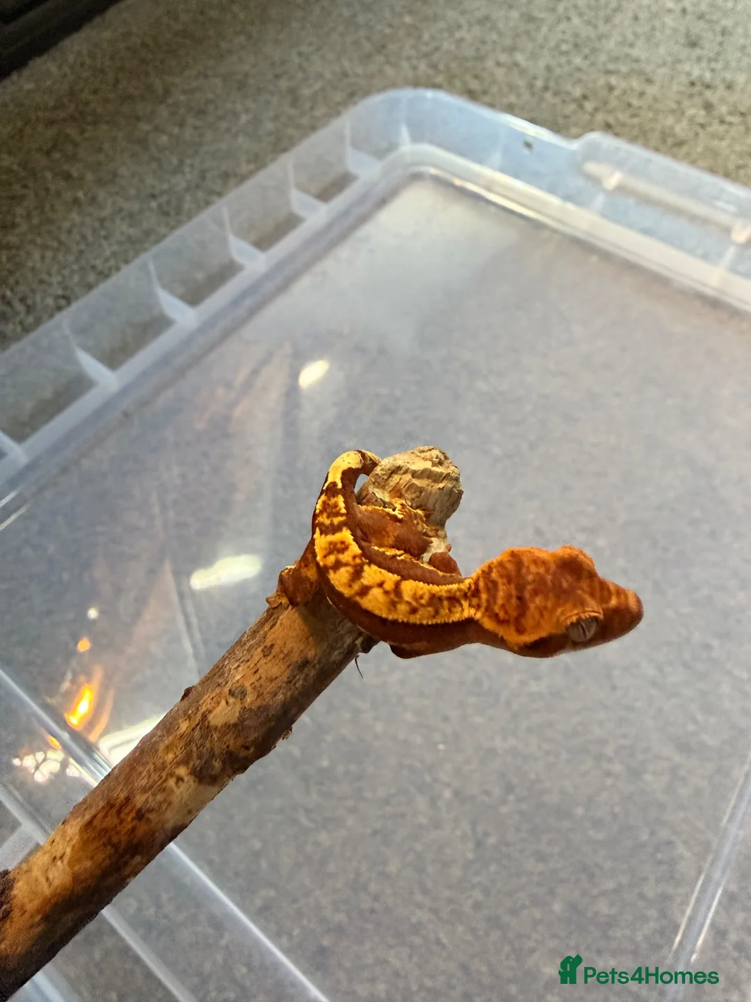 Gecko reptiles for sale: Baby crested geckos 🦎  - Advert 9