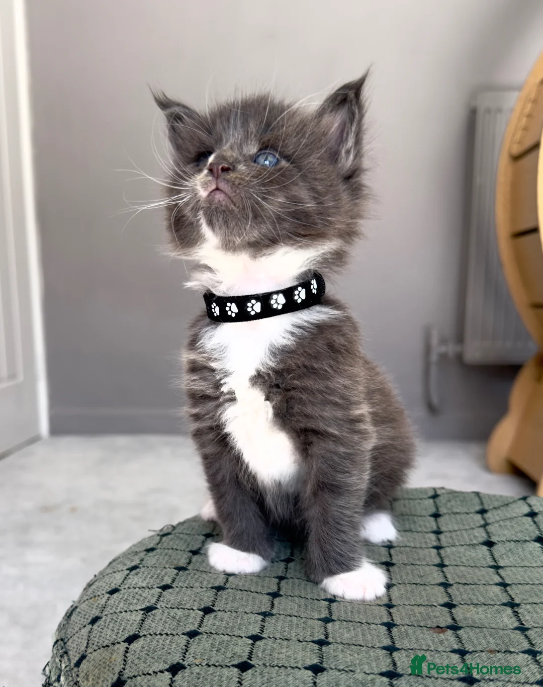 Maine Coon cats for sale: Magnificent XXL Maine Coon kittens  - Advert 1