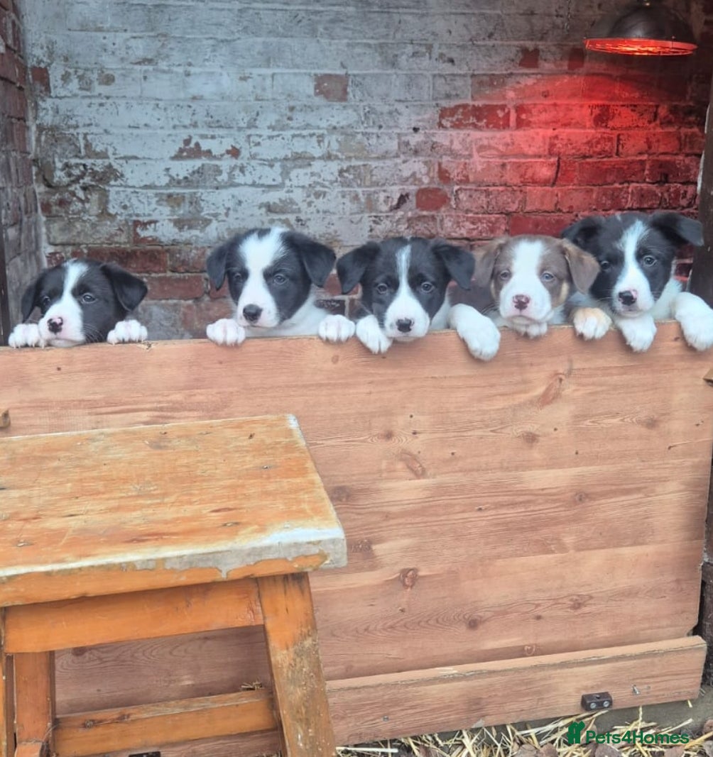 Border Collie dogs 6 Week old Boarder Collie Puppies - Advert 4