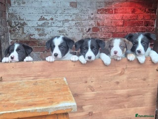 Border Collie dogs 6 Week old Boarder Collie Puppies - Advert 7