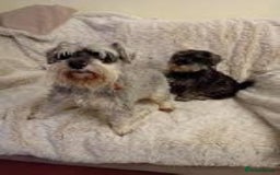 Miniature Schnauzer dogs for sale: Kc true miniature schnauzers  - Image 3